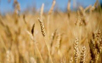 السعودية تشتري 794 ألف القمح مناقصة